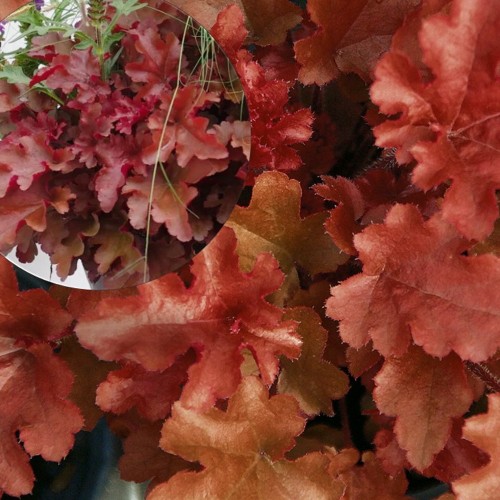 Heuchera 'Red Fury' - Helmikpööris 'Red Fury' P11/0,75L